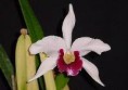 /album/fotogalerie-laelia-purpurata/l-purpurata%20var-vinicolor%20%c2%b4campo%20grande%c2%b4-jpg/